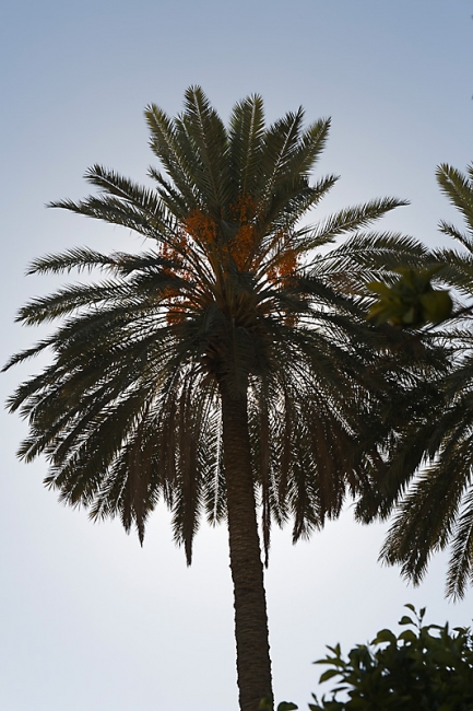 Chiraz-Naranjestan museum-037